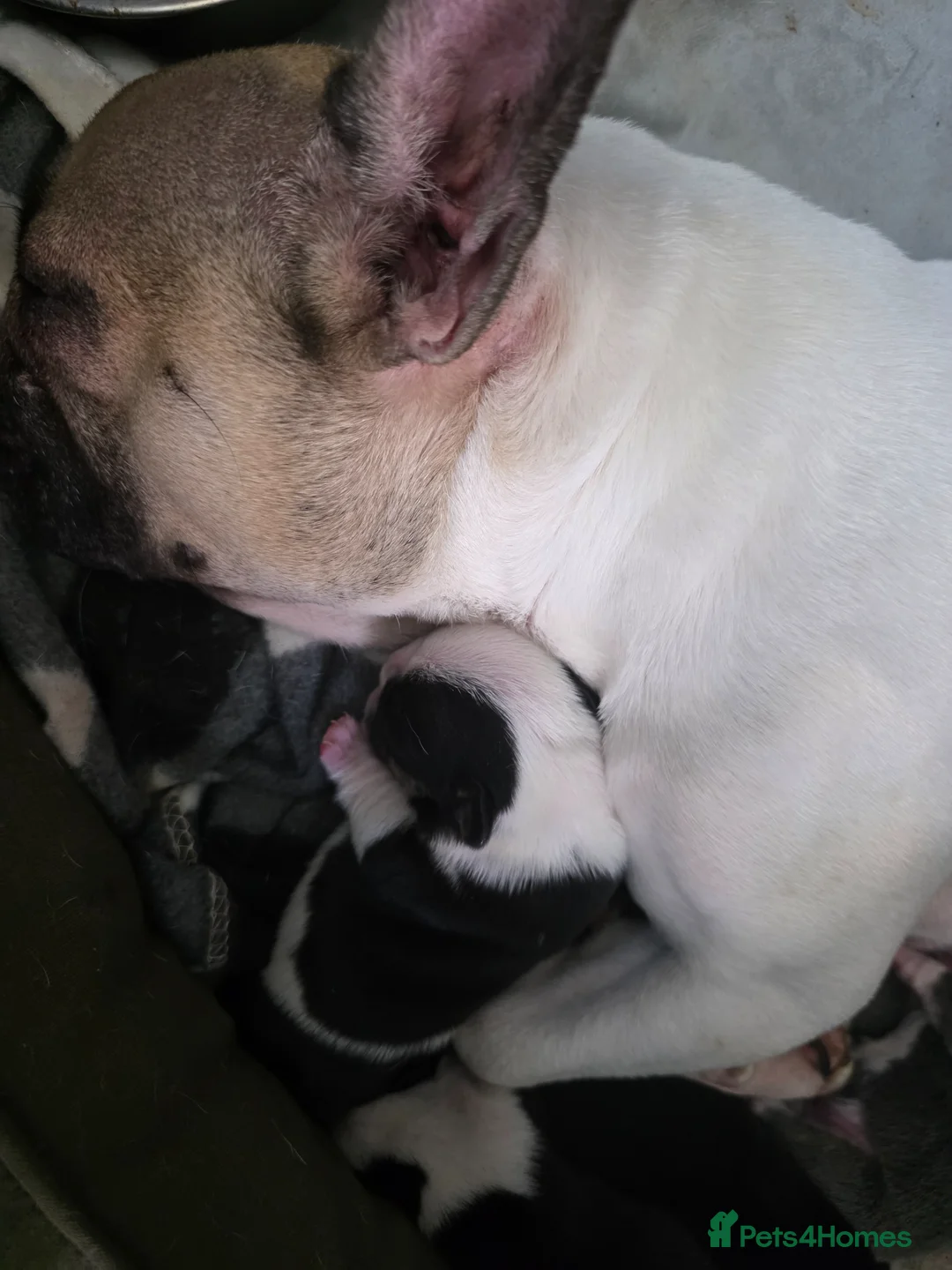 French Bulldog dogs for sale: French bulldog puppies - Advert 18