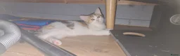 Mixed Breed cats for sale: mix bengal kittens happy for offers - Advert 6
