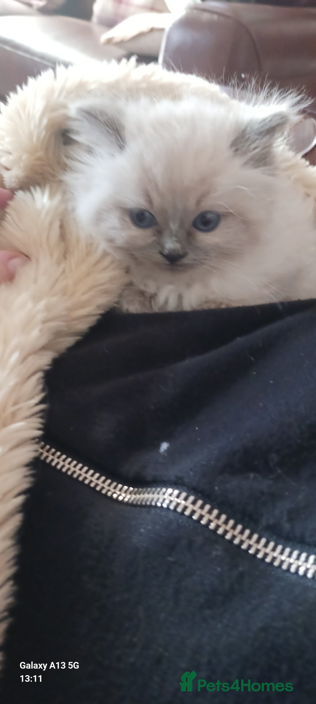 Ragdoll cats for sale: Beautiful Ragdoll Kittens - Image 4