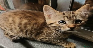 Bengal cats Mixed Bengal kittens - Advert 5