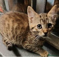 Bengal cats Mixed Bengal kittens - Advert 2