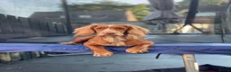 Cocker Spaniel dogs for sale: working cocker spaniels  - Advert 10