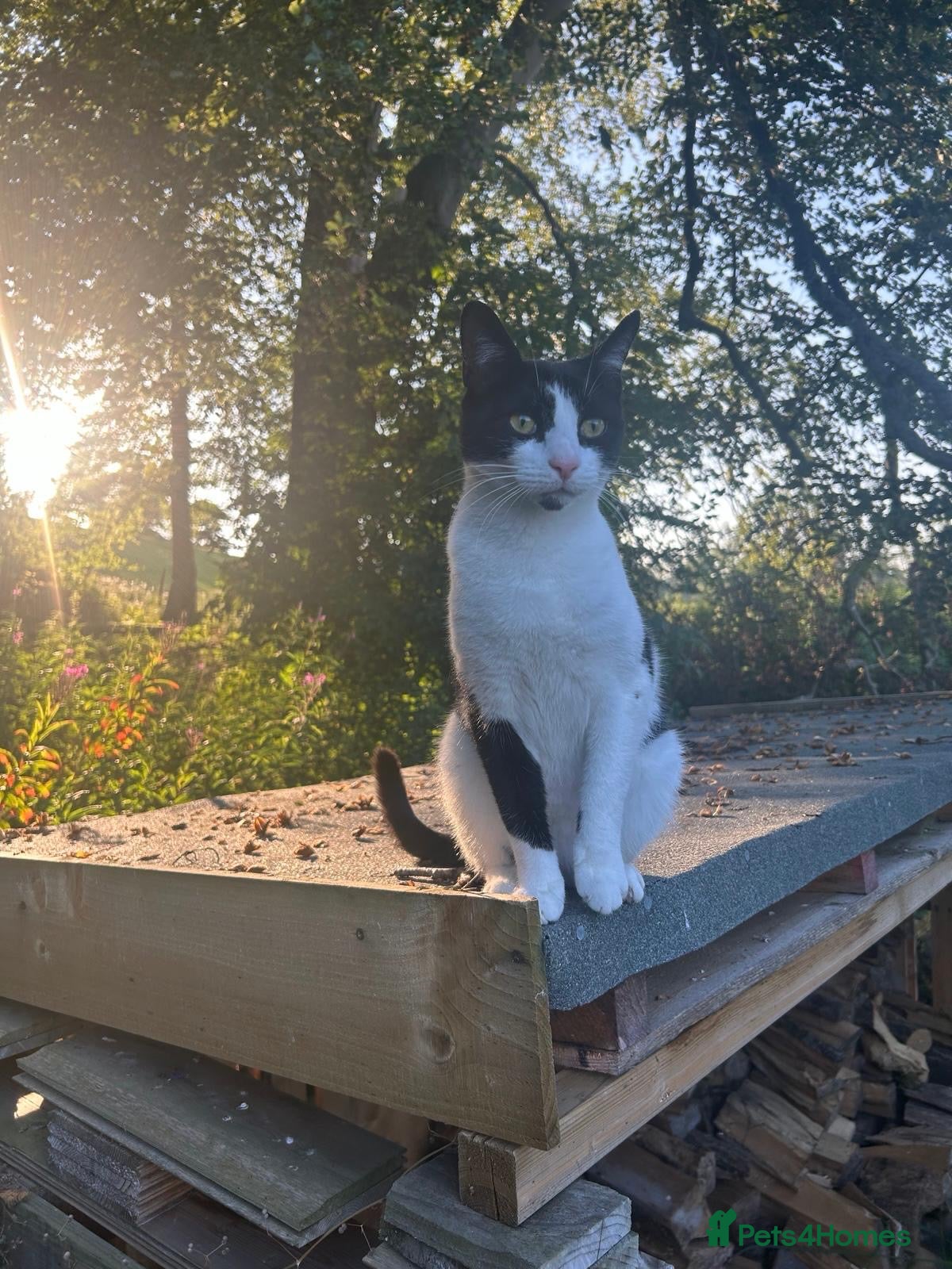 British Shorthair cats Happy Cat looking for new home!  - Advert 1