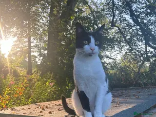 British Shorthair cats Happy Cat looking for new home! - Advert 1