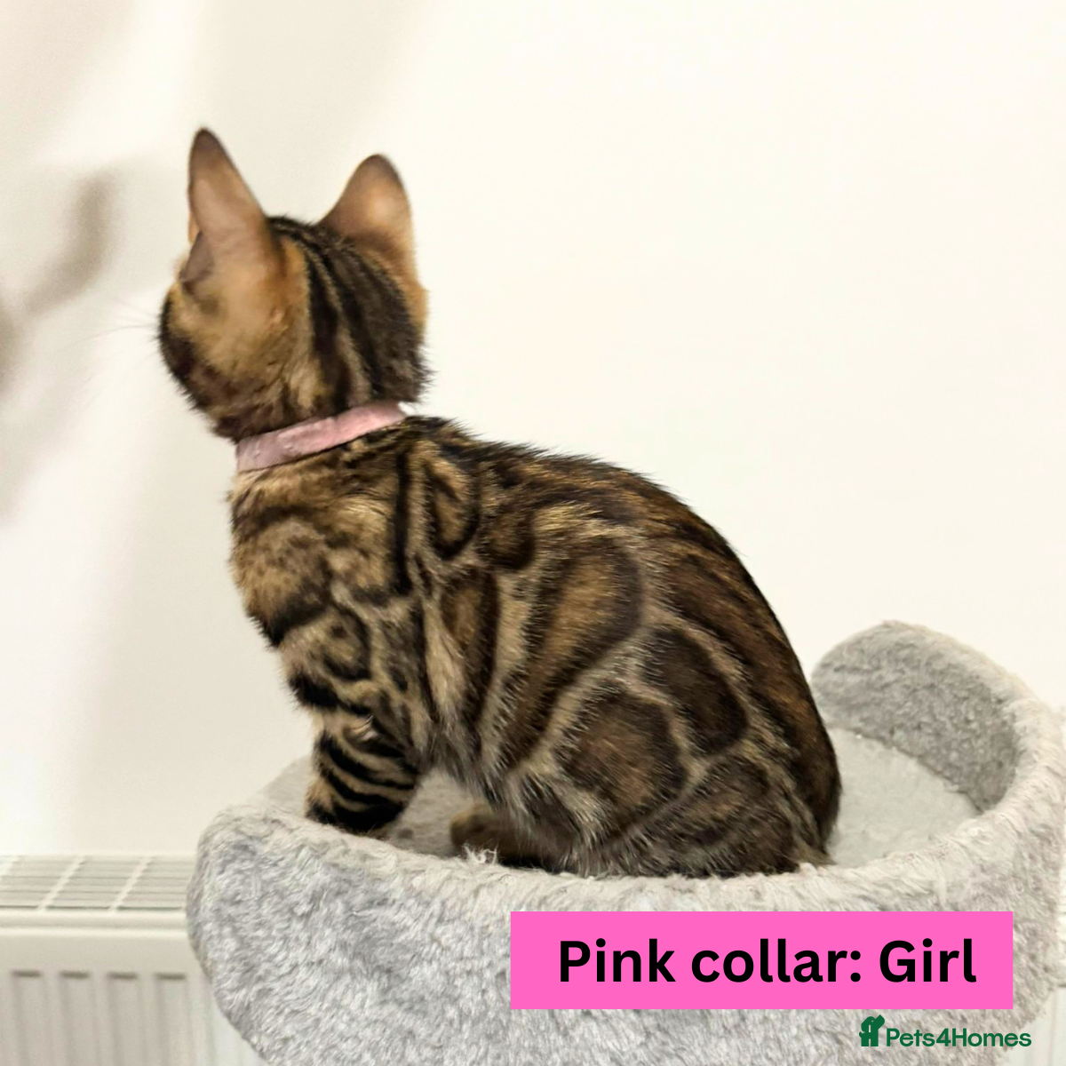 Bengal cats for sale: Luxury 5-Generation-Pedigree Bengal Kittens - Advert 12