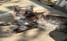 Maine Coon cats for sale: Stunning Black Smoke TiCA kittens  - Image 30