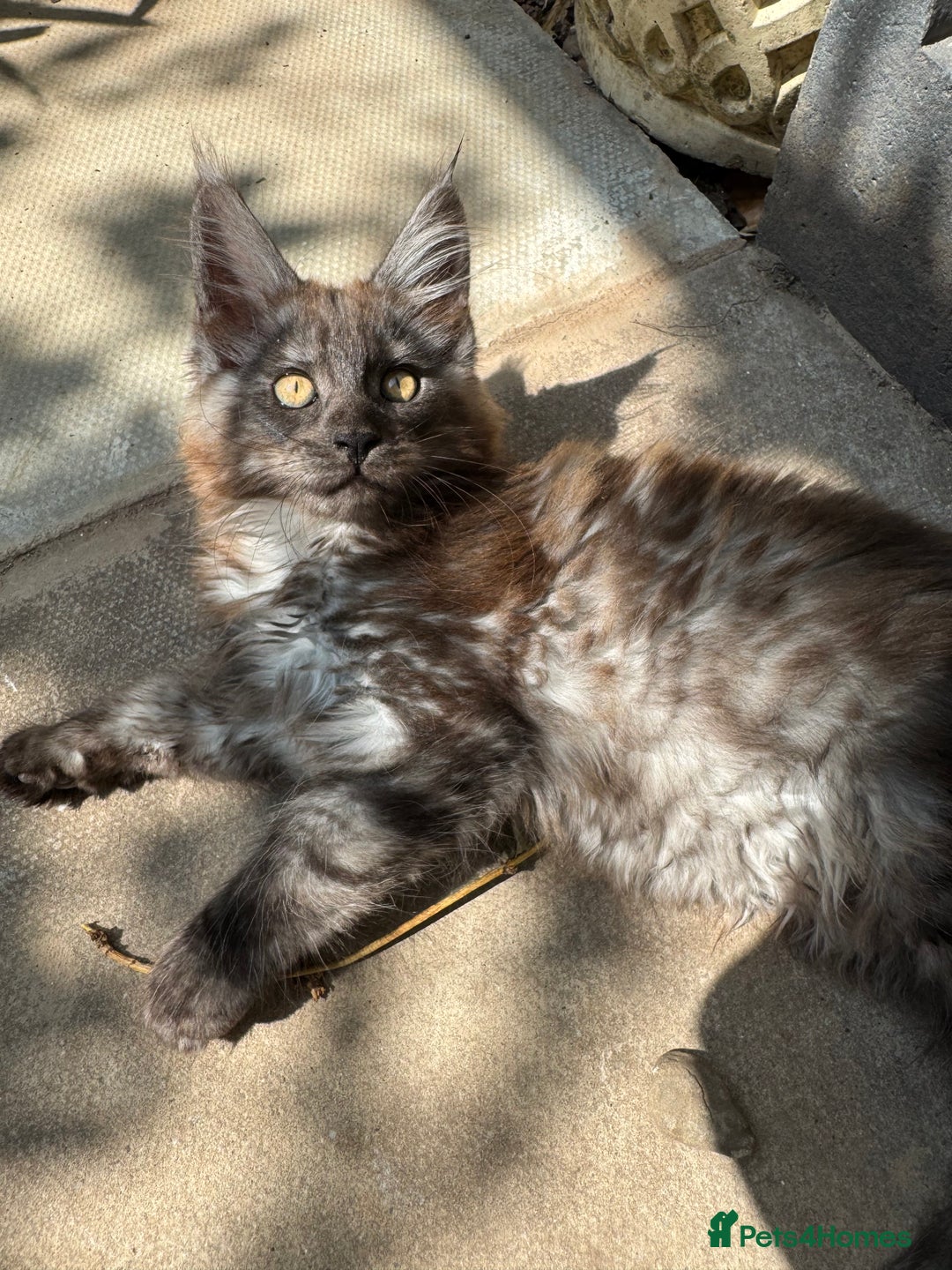 Maine Coon cats for sale: Stunning Black Smoke TiCA kittens  - Image 30
