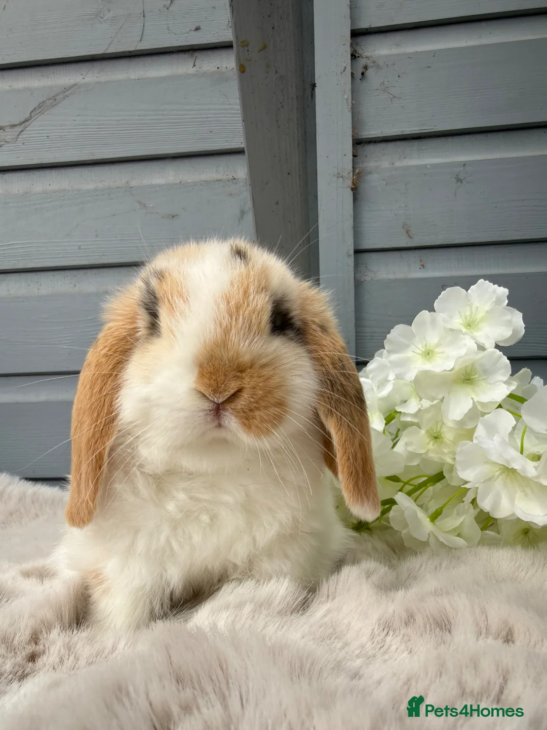 Mini Lop rabbits for sale: Beautiful tri coloured mini lops  - Advert 2