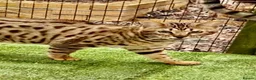 Savannah cats for sale: Proven stud and Young adult F3 female on active re - Advert 6