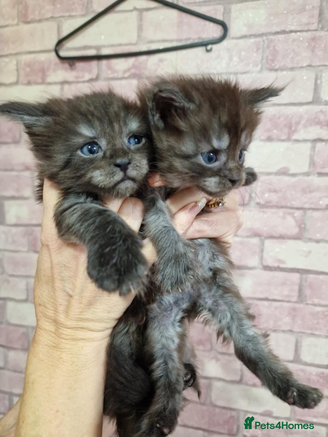 Maine Coon cats for sale: Maincoon kittens  - Advert 10