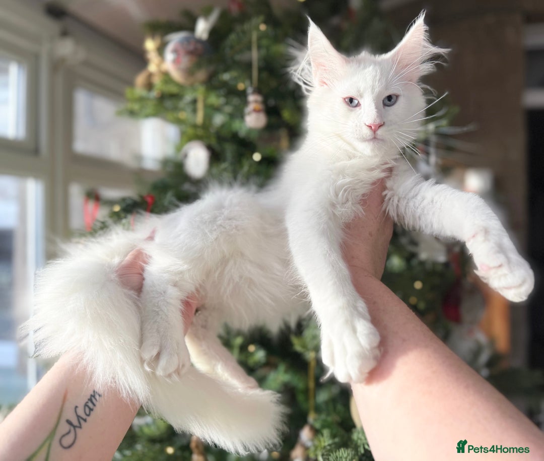 Maine Coon cats for sale: WHITE FEMALE KITTEN WITH BLUE EYES READY NOW - Advert 8