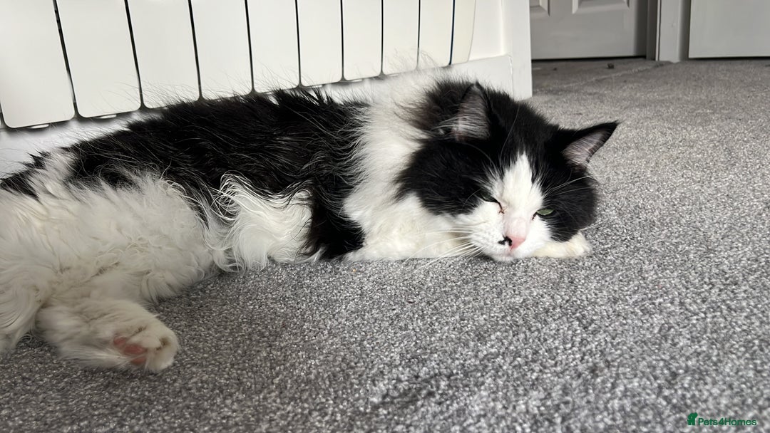 British Longhair cats for sale: Adorable cuddly male cat - Image 4