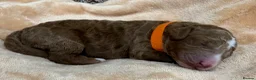 Double Doodle dogs for sale: Sunning littler of Doubledoodle puppies in Grimsby - Advert 20