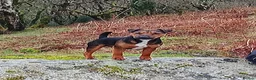 Mixed Breed dogs for sale: Bedllington/Lakeland  in Swansea - Advert 14
