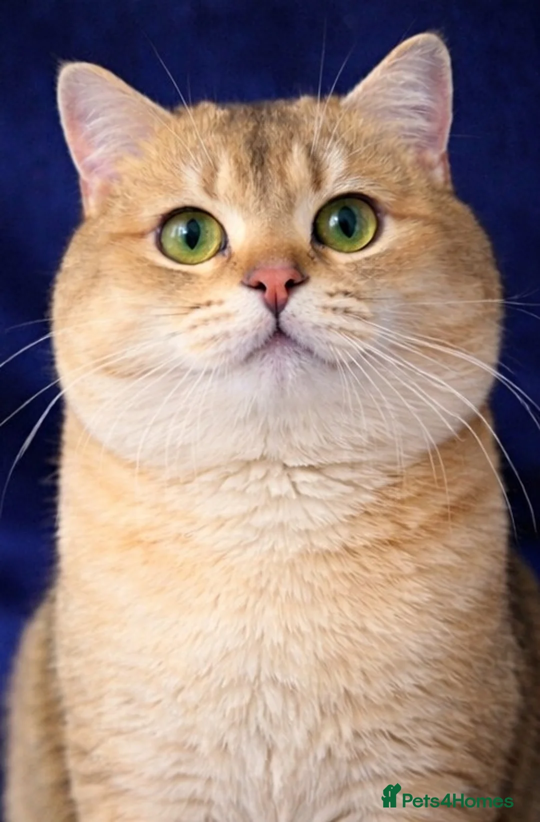 British Shorthair cats for stud: ⚜️GOLDEN BSH 🏆 TICA and GCCF reg - Advert 6