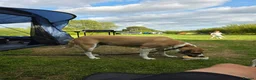 Mixed Breed dogs for sale: Rehoming our gentle giant Matilda (tilda or tills) - Advert 2