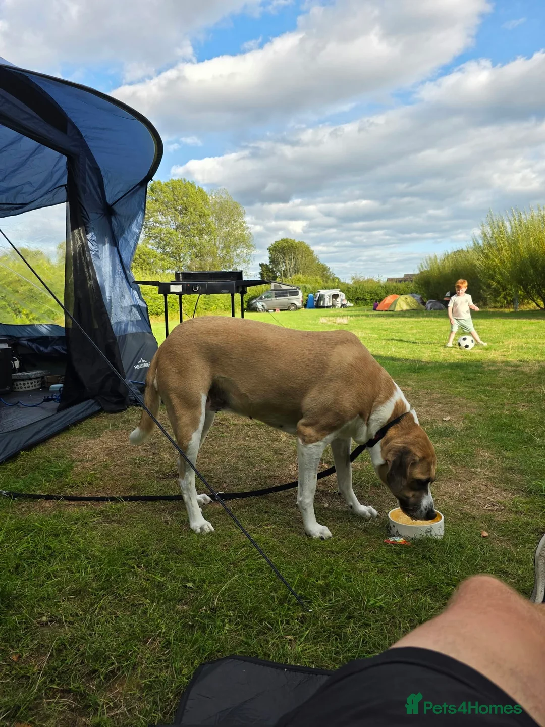 Mixed Breed dogs for sale: Rehoming our gentle giant Matilda (tilda or tills) - Advert 2