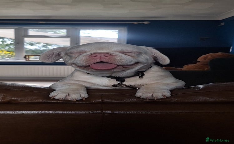 French Bulldog dogs - Advert 15