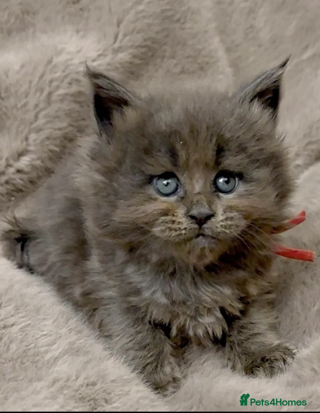 Maine Coon cats for sale: Pedigree GCCF registered Maine Coon kittens  - Advert 7