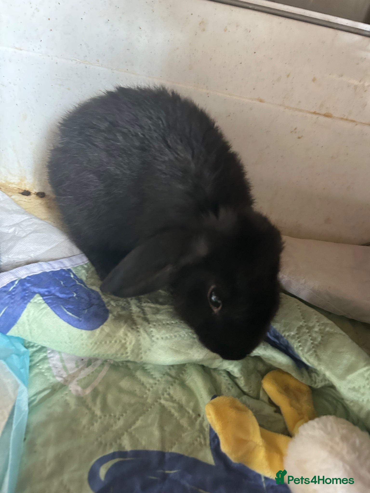 Mixed Breed rabbits Rabbits - Advert 18