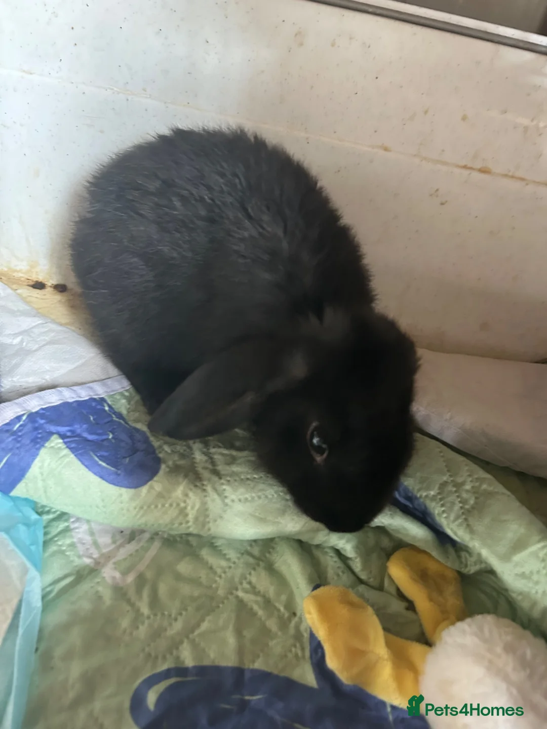 Mixed Breed rabbits for sale: Rabbits - Advert 2