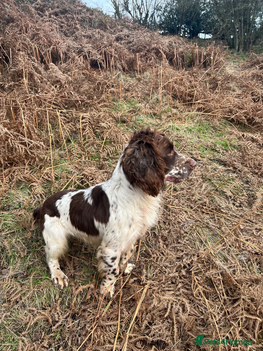 English Springer Spaniel dogs for stud: KC reg liver & white springer stud  - Advert 5