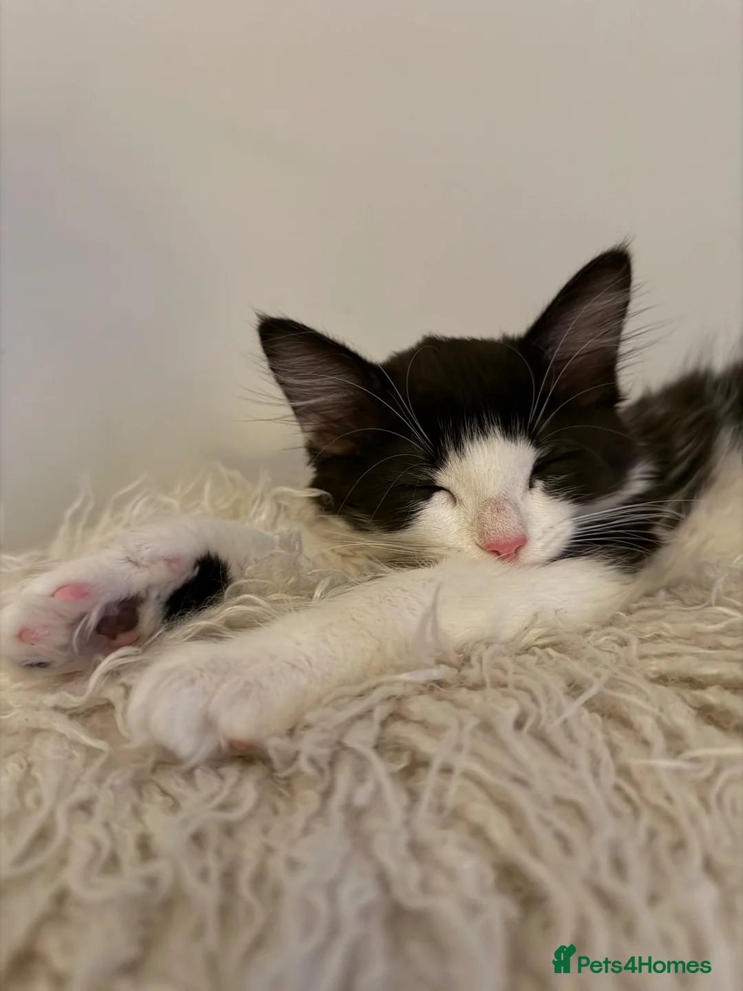 British Shorthair cats for sale: Female kitten, tuxedo - Advert 2