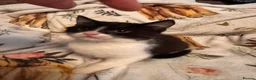 Mixed Breed cats for sale: Kittens  Domestic short hair in Worcester - Advert 24