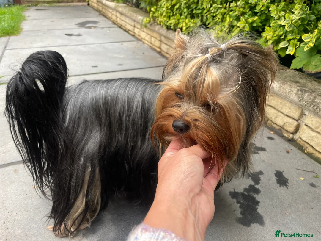 Yorkshire Terrier dogs for stud: Full pedigree Yorkshire Terrier for STUD in Caterham - Advert 13