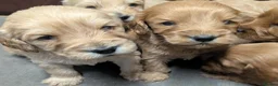 Cockapoo dogs for sale: Quality, DNA Health Clear F1 Cockapoo puppies - Advert 12