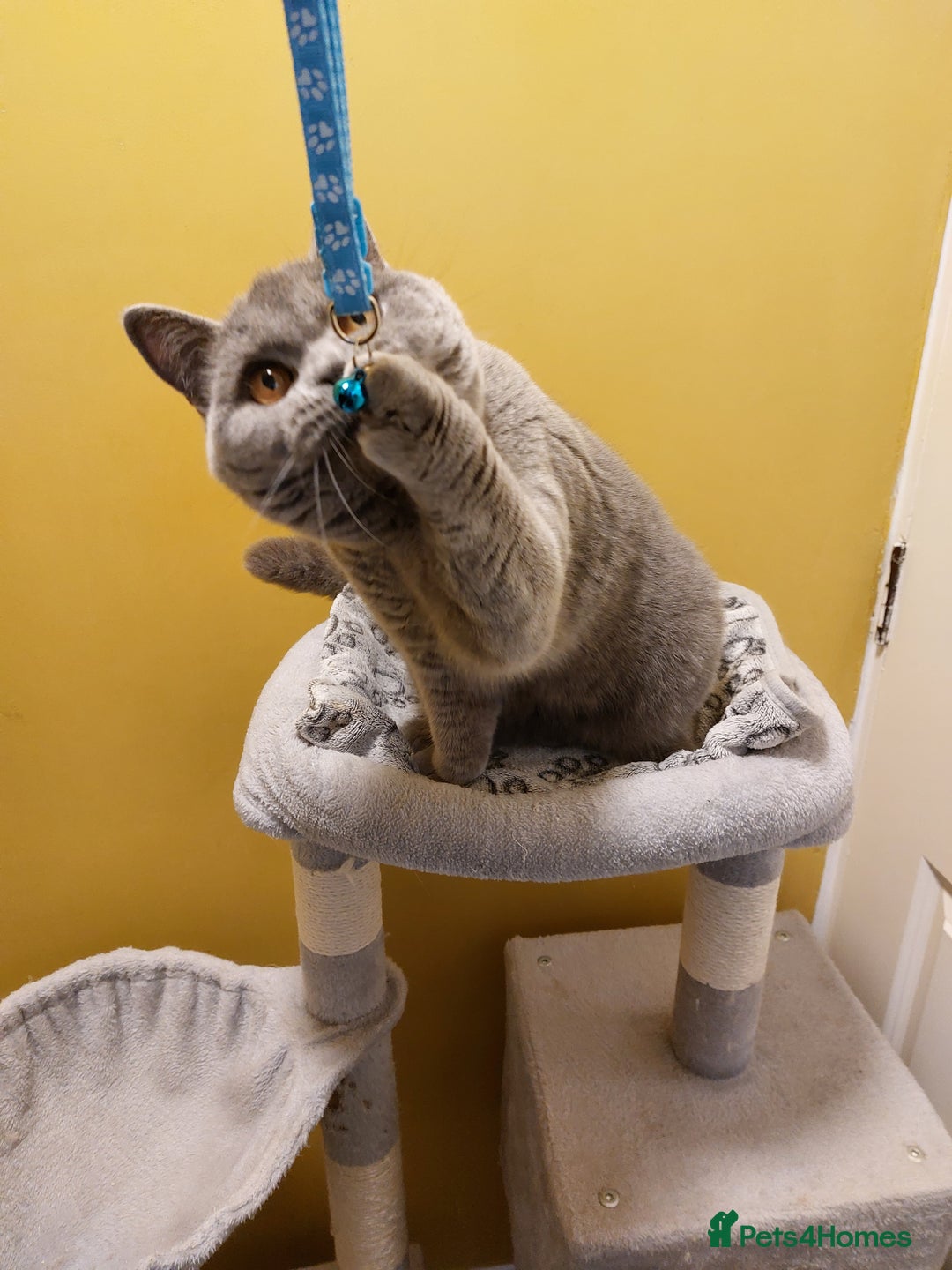 British Shorthair cats for sale: ‼️PRESTIGIOUS‼️🏆CH SIRED FEMAL - Advert 28