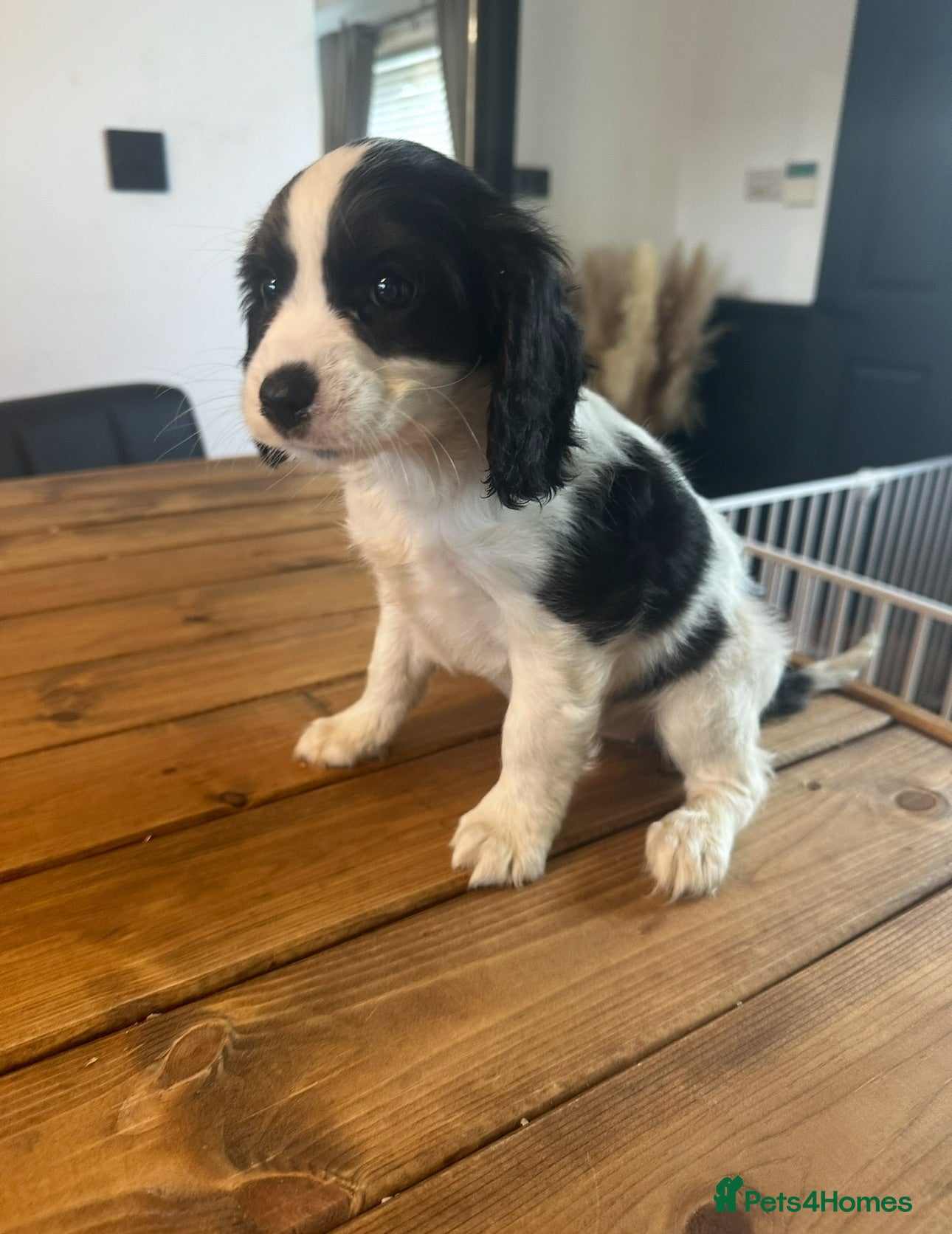 Cavapoo dogs ** RARE COLOURED DNA CLEAR CAVAPOO PUPPIES ** - Advert 3