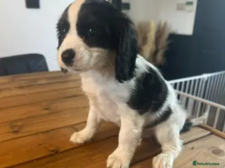 Cavapoo dogs ** RARE COLOURED DNA CLEAR CAVAPOO PUPPIES ** - Advert 3