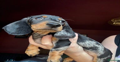 Dachshund dogs - Advert 3
