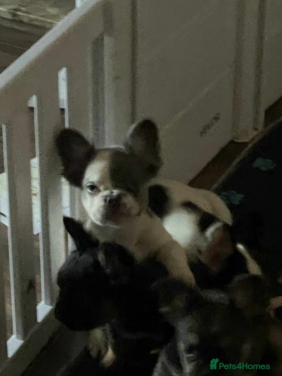 French Bulldog dogs for sale: Fluffy Frenchies Ready Now  - Advert 3