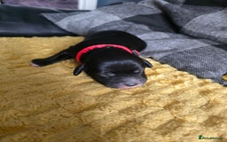 Sproodle dogs for sale: Beautiful F1 sproodle pups  - Image 7