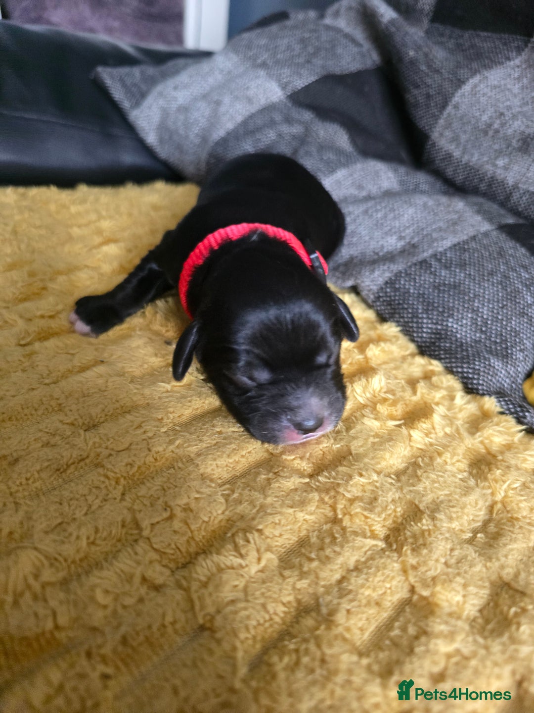 Sproodle dogs for sale: Beautiful F1 sproodle pups  - Image 7
