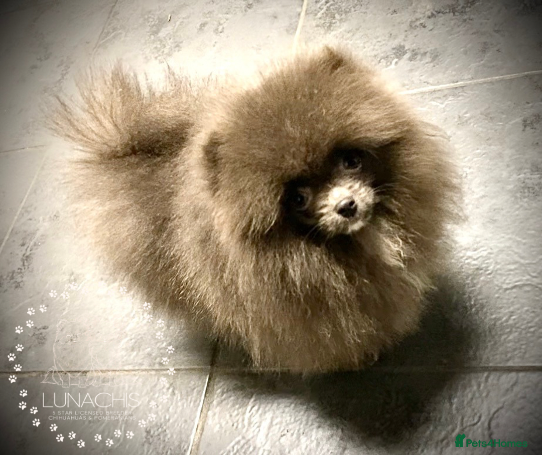 Pomeranian dogs for sale: Stunning Pomeranian puppies - Advert 2