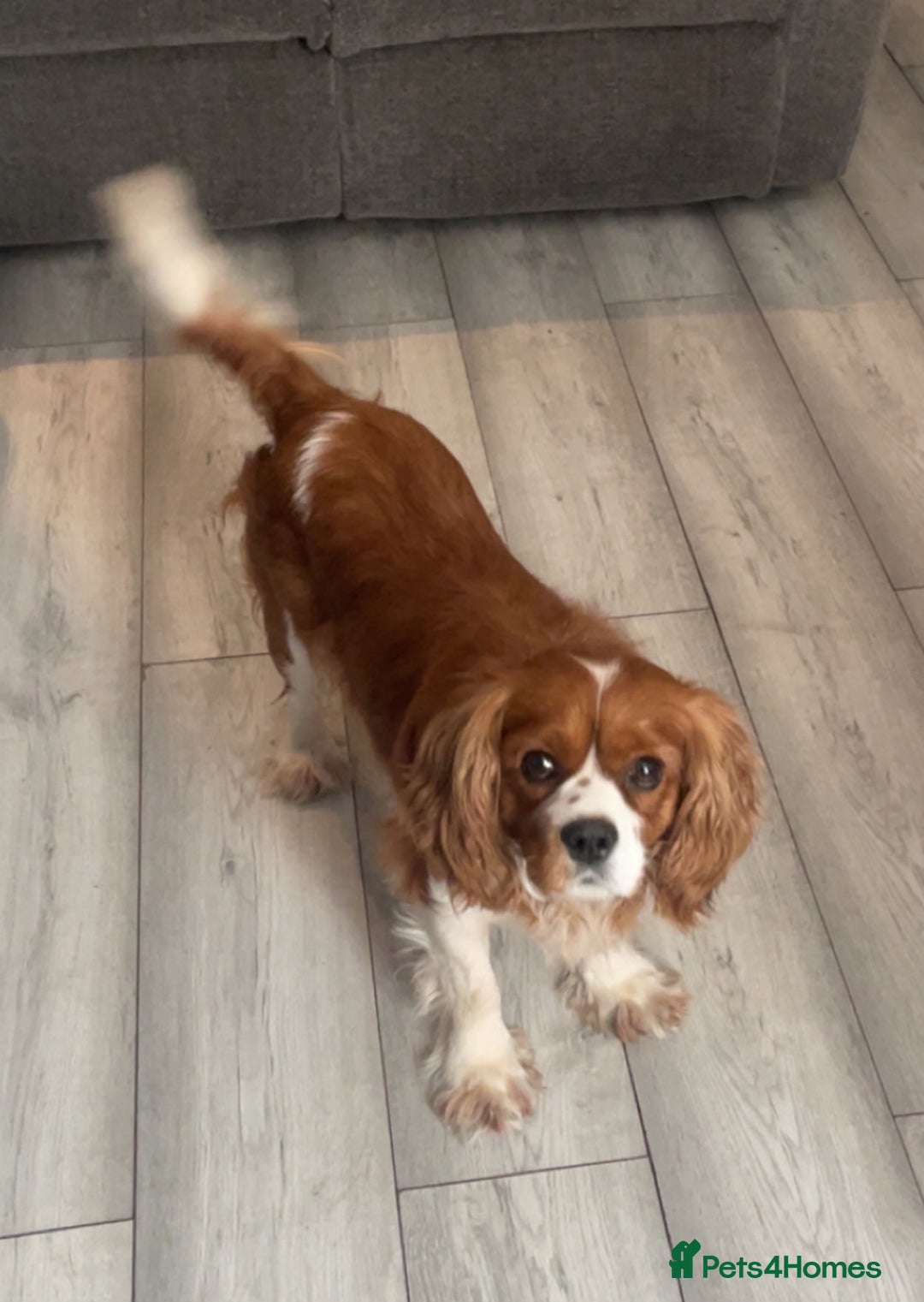 Cavalier King Charles Spaniel dogs for stud: Beautiful Cavalier King Charles for stud - Advert 3