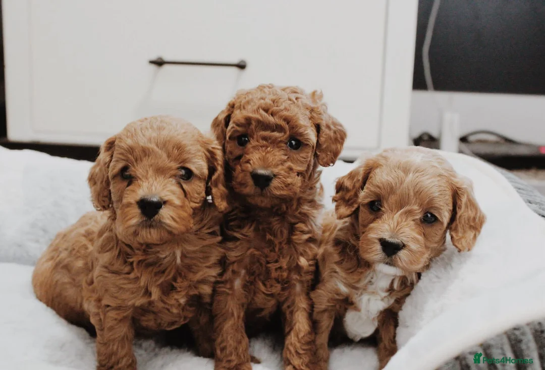 Cavapoo dogs for sale: Health tested red cavapoo puppies - Advert 1