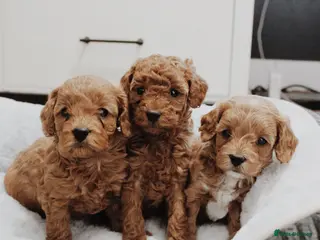 Cavapoo dogs Health tested red cavapoo puppies - Advert 1