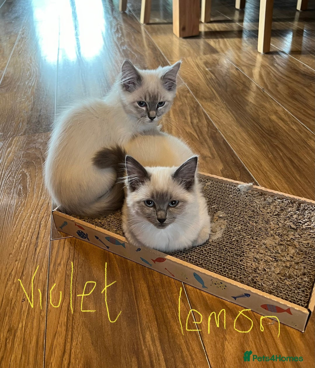 Ragdoll cats for sale: Ragdoll kittens - Image 4