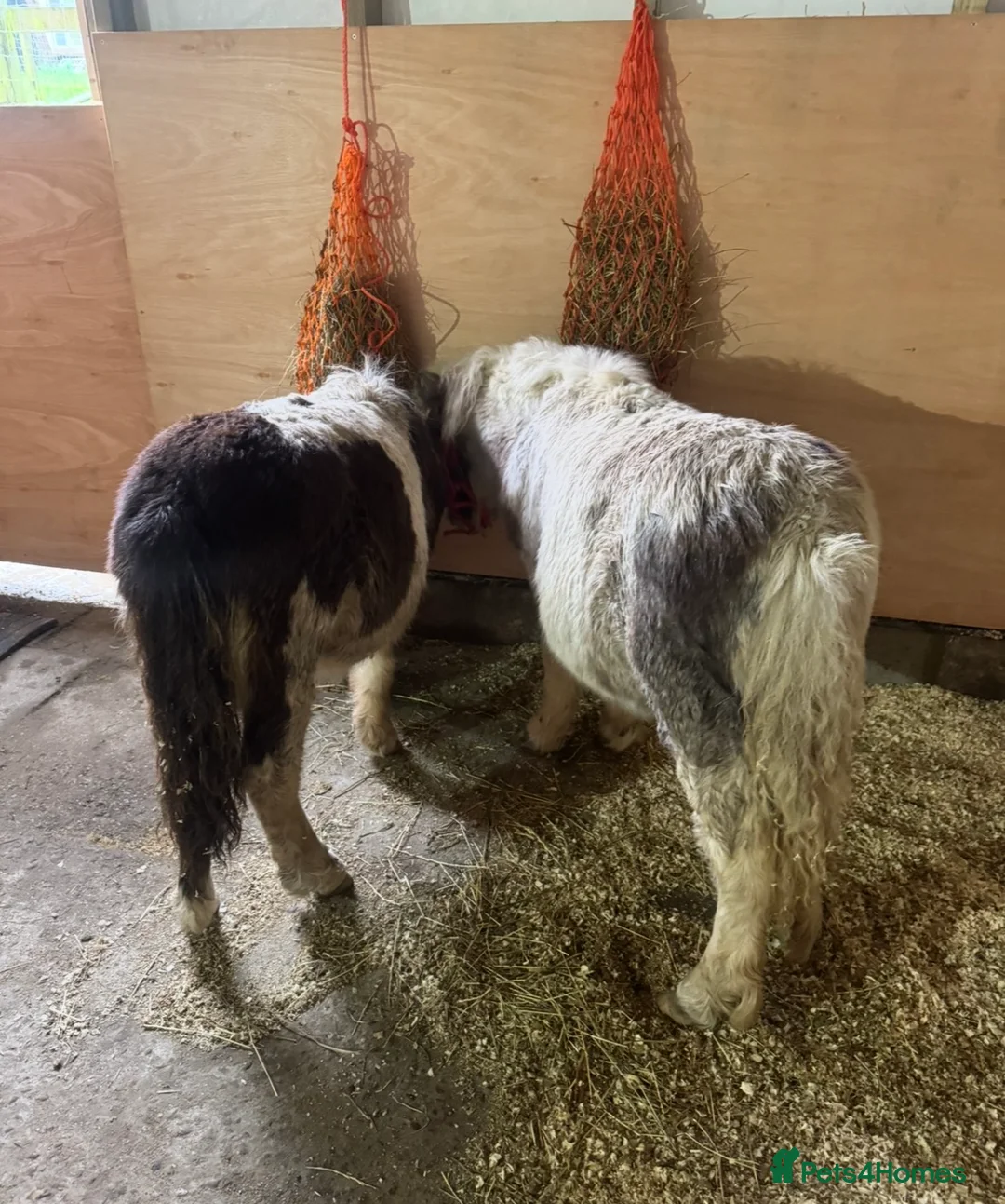 Shetland pony horses for sale: Elvis & Priscilla 🎸💃  in Dover - Advert 6