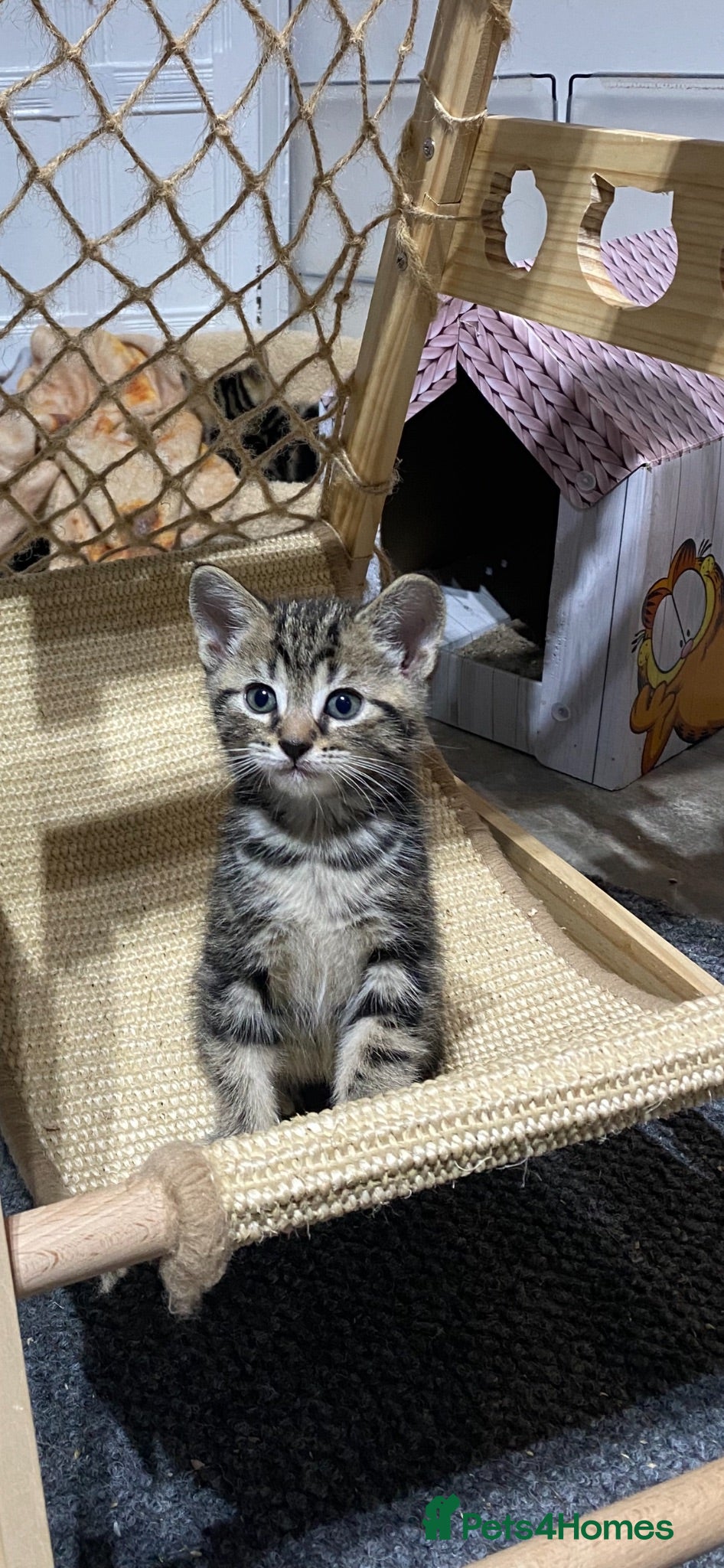 American Shorthair cats Docile tabby boy  - Advert 4