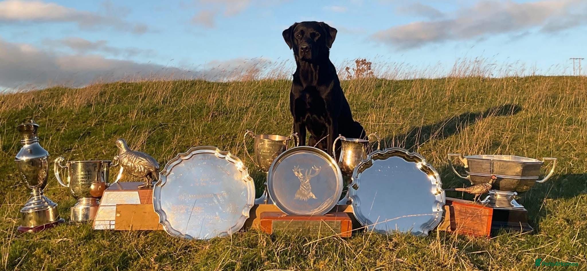 Labrador Retriever dogs Outstanding Labrador Pups - Advert 2