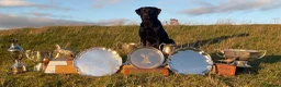 Labrador Retriever dogs for sale: Outstanding Labrador Pups - Advert 2