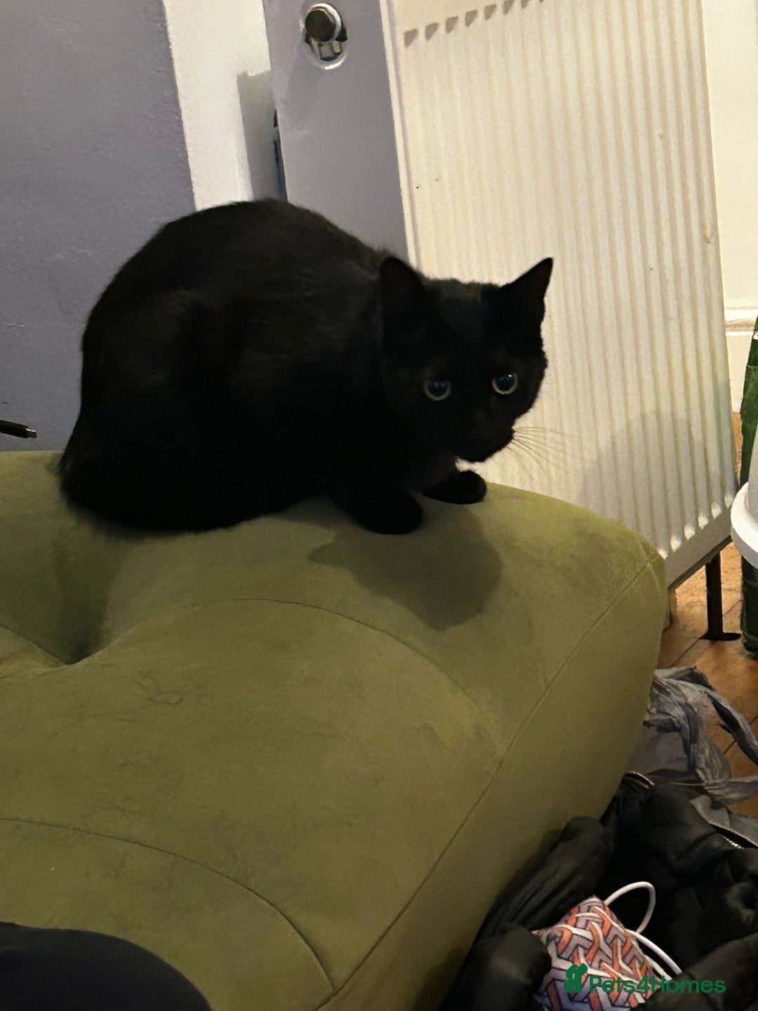 Mixed Breed cats for sale: Skitty - Advert 6