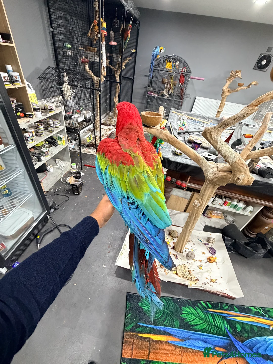 Macaws birds for sale: Stunning Green-Winged Macaw - Advert 1