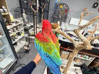 Macaws birds Stunning Green-Winged Macaw - Advert 1