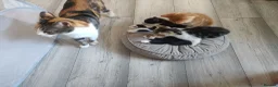 Mixed Breed cats for sale: 4 adorable kittens  - Advert 1